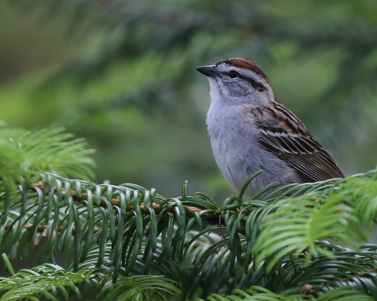 Chipping Sparrow - ML164086321