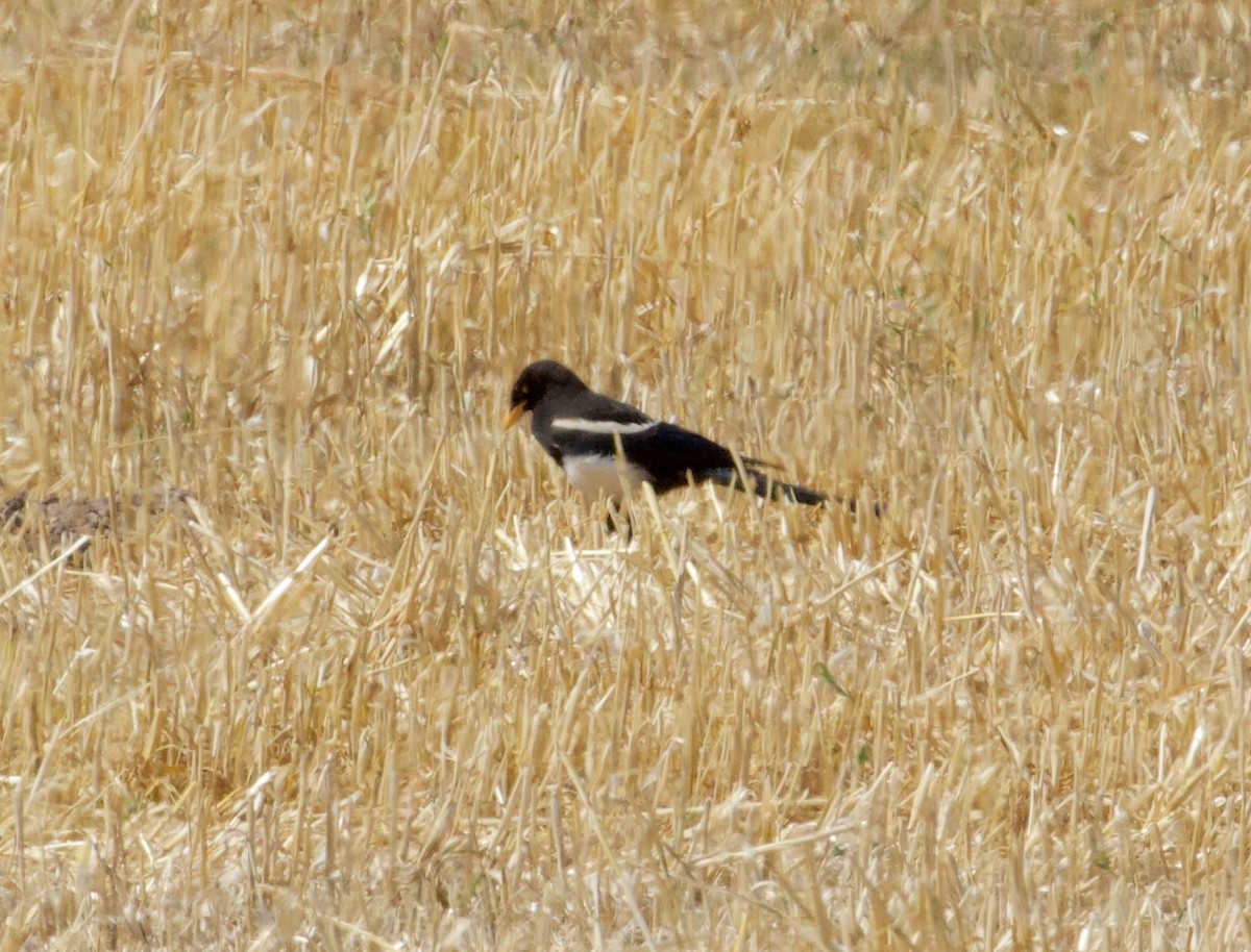 Yellow-billed Magpie - ML164087621