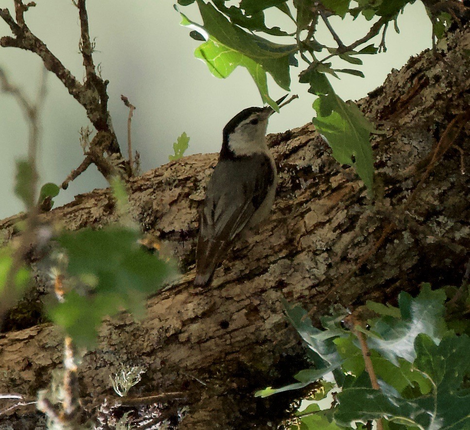 White-breasted Nuthatch - ML164088231