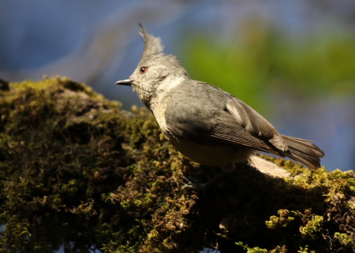 Gray-crested Tit - ML164088491
