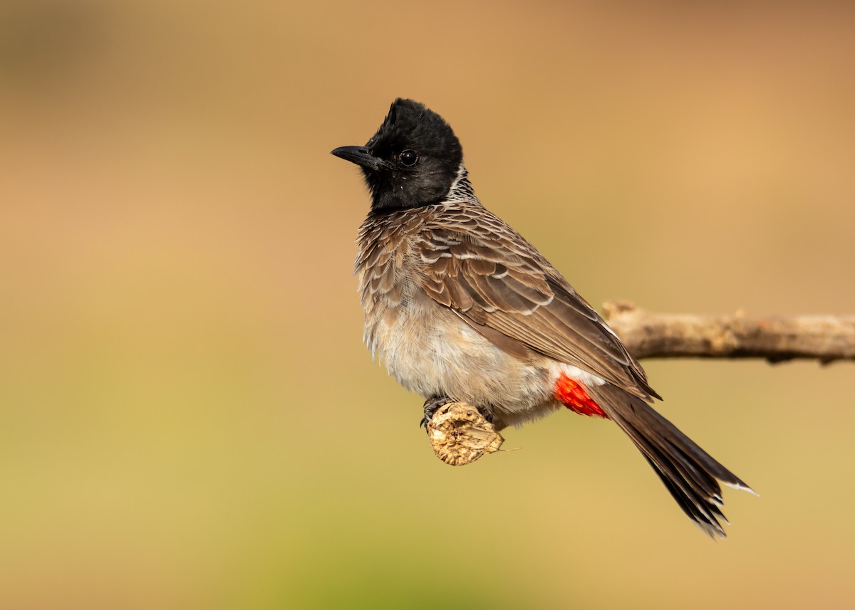 Red-vented Bulbul - Ramesh Desai