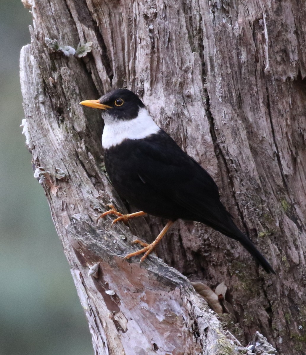White-collared Blackbird - Vijaya Lakshmi