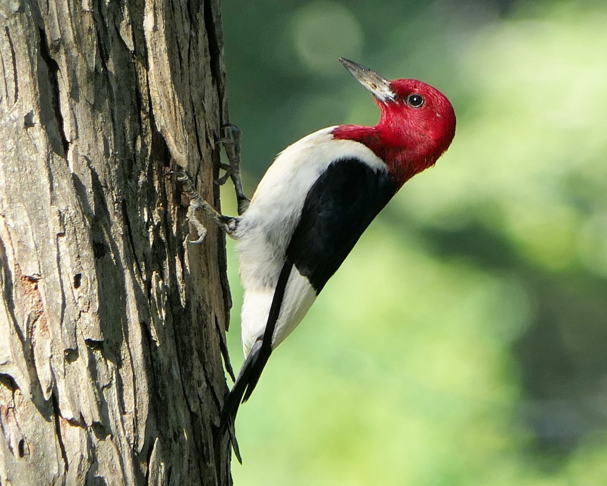 Red-headed Woodpecker - Michael B.  Cooper