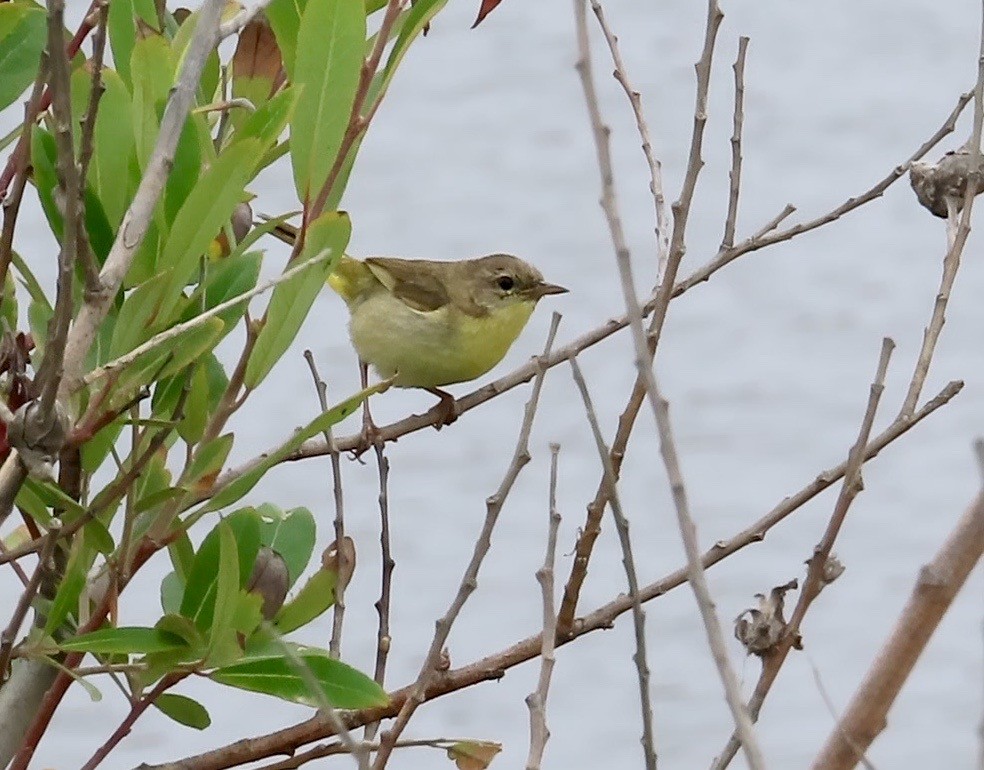 Common Yellowthroat - ML164090841
