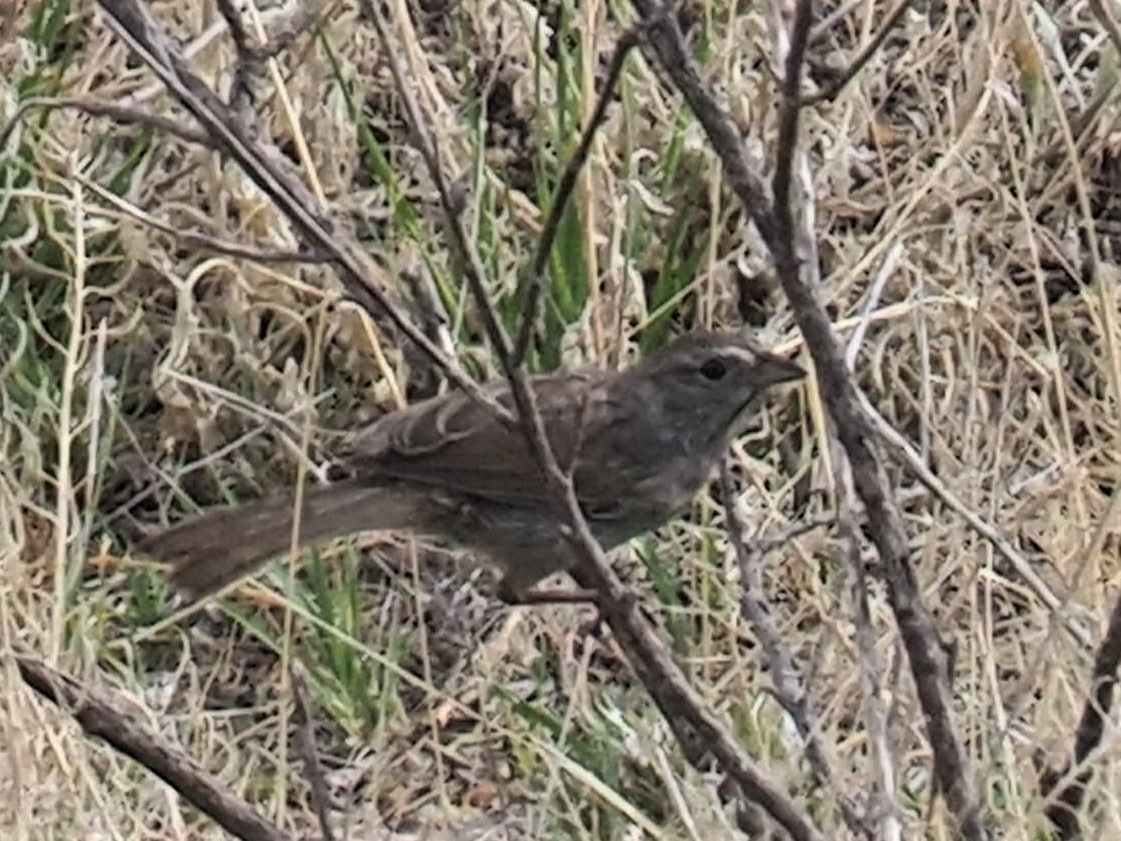 Rufous-crowned Sparrow - ML164091231