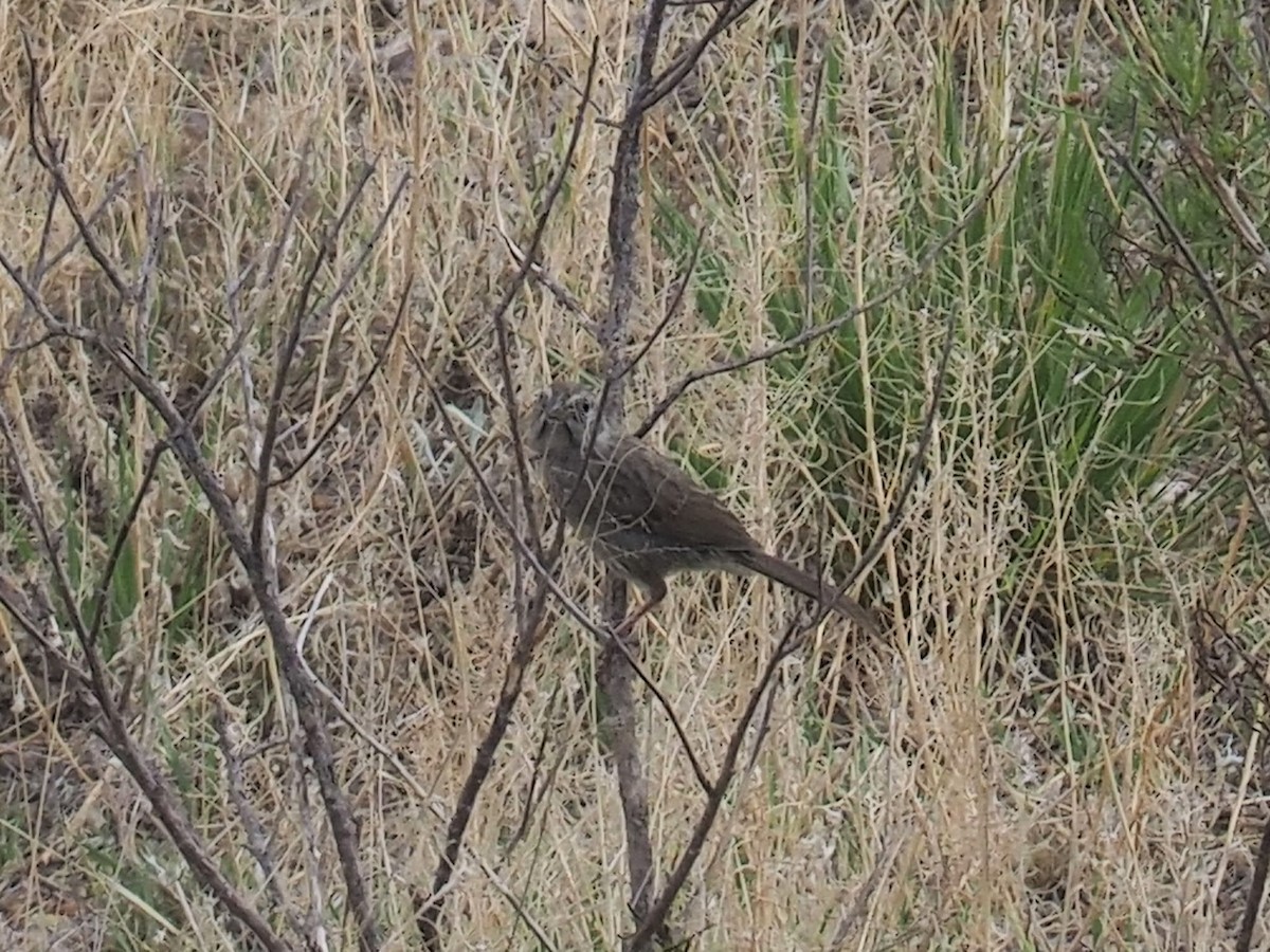 Rufous-crowned Sparrow - ML164091241