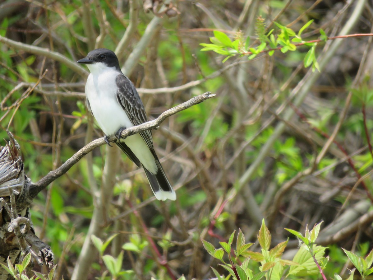 Eastern Kingbird - ML164091851