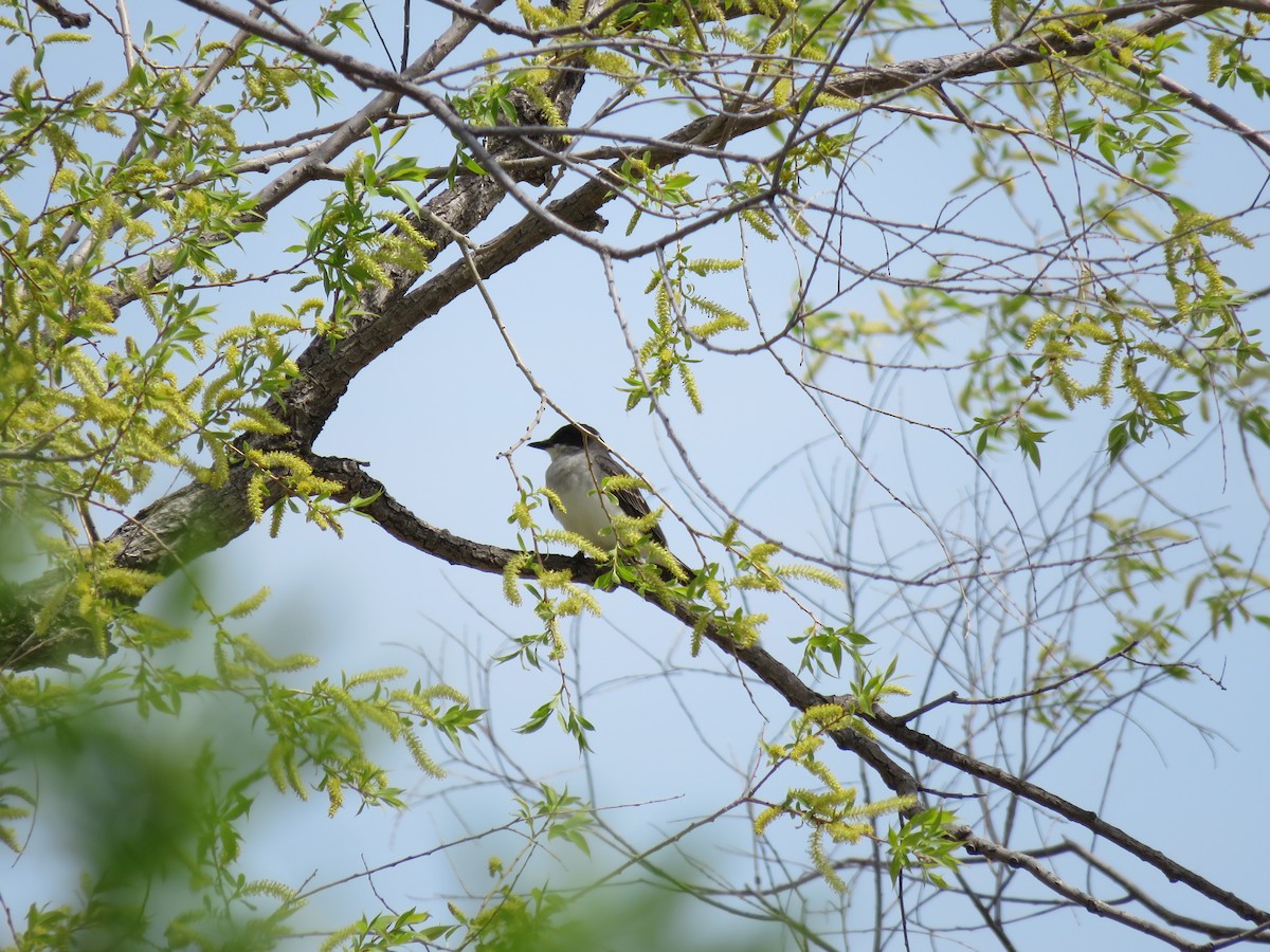 Eastern Kingbird - ML164091871