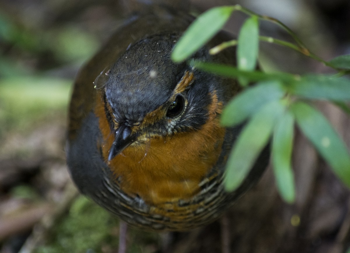 Rotkehltapaculo - ML164092061