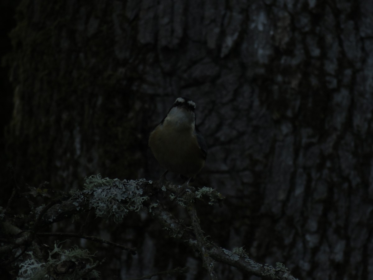 Red-breasted Nuthatch - ML164092741