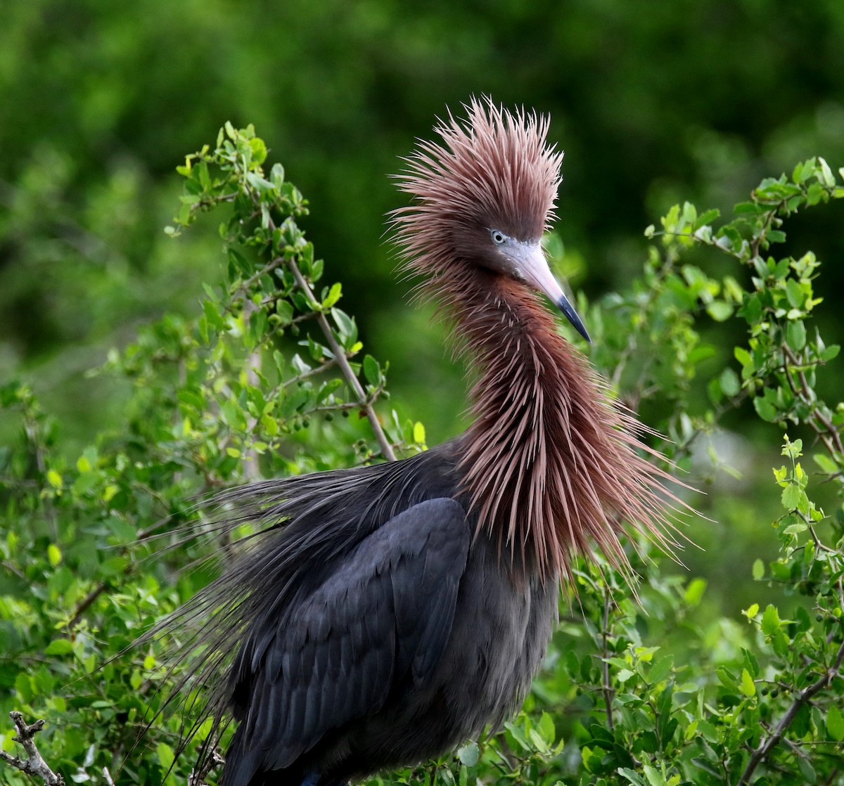 Reddish Egret - ML164095191