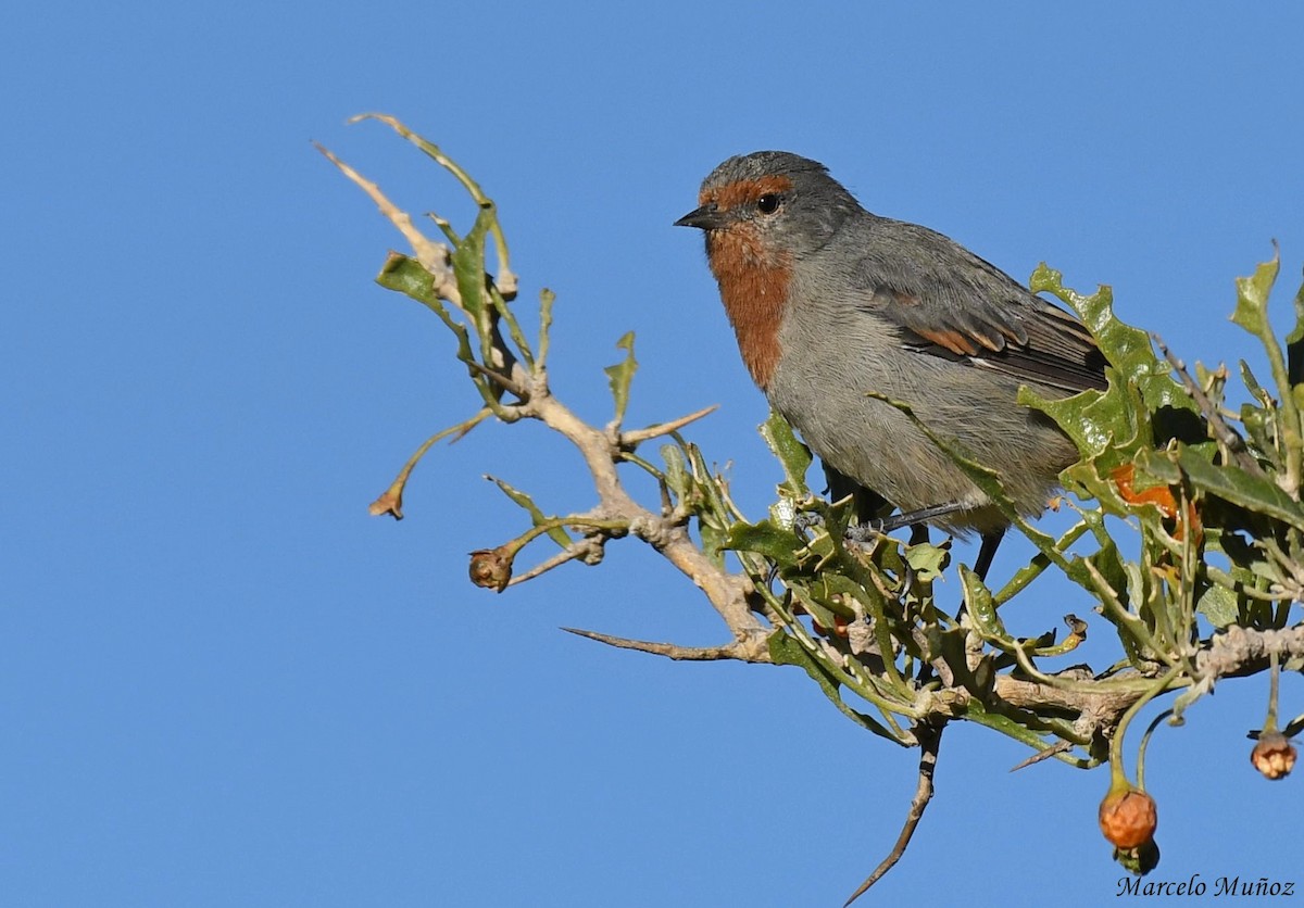 Tamarugo Conebill - ML164095991