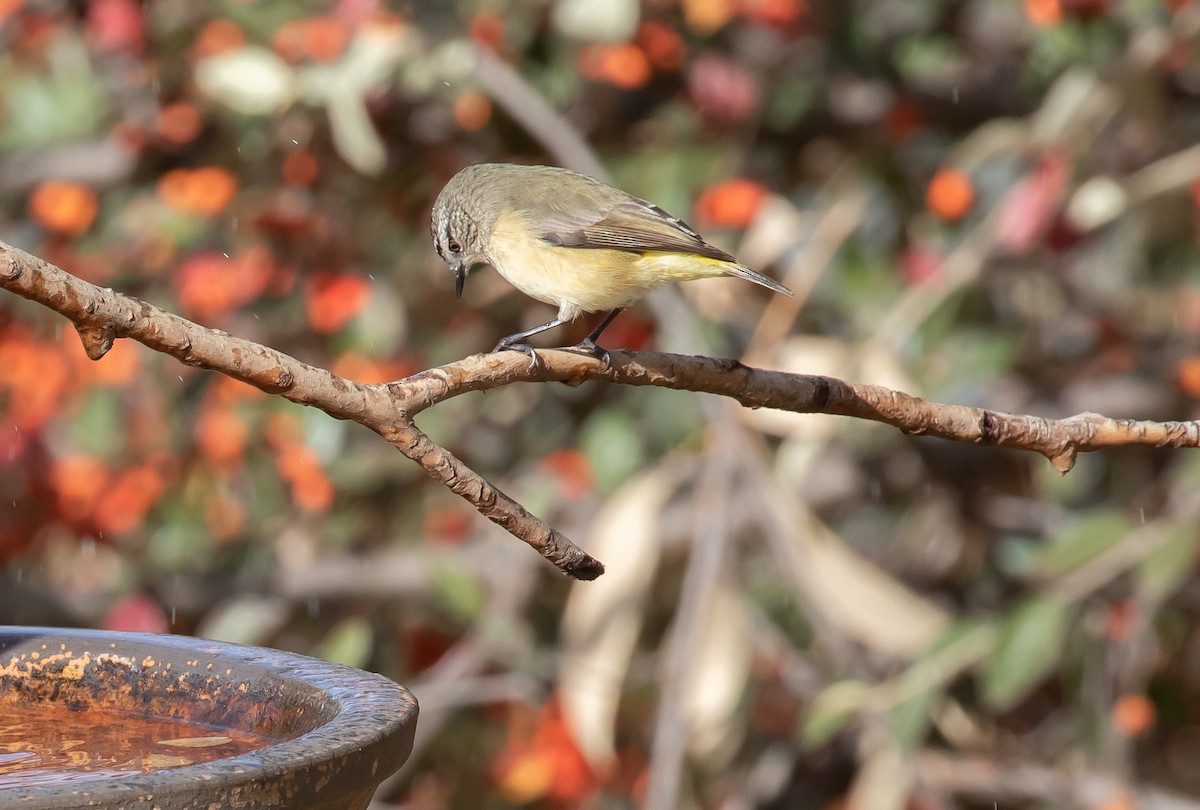 Yellow-rumped Thornbill - ML164096011