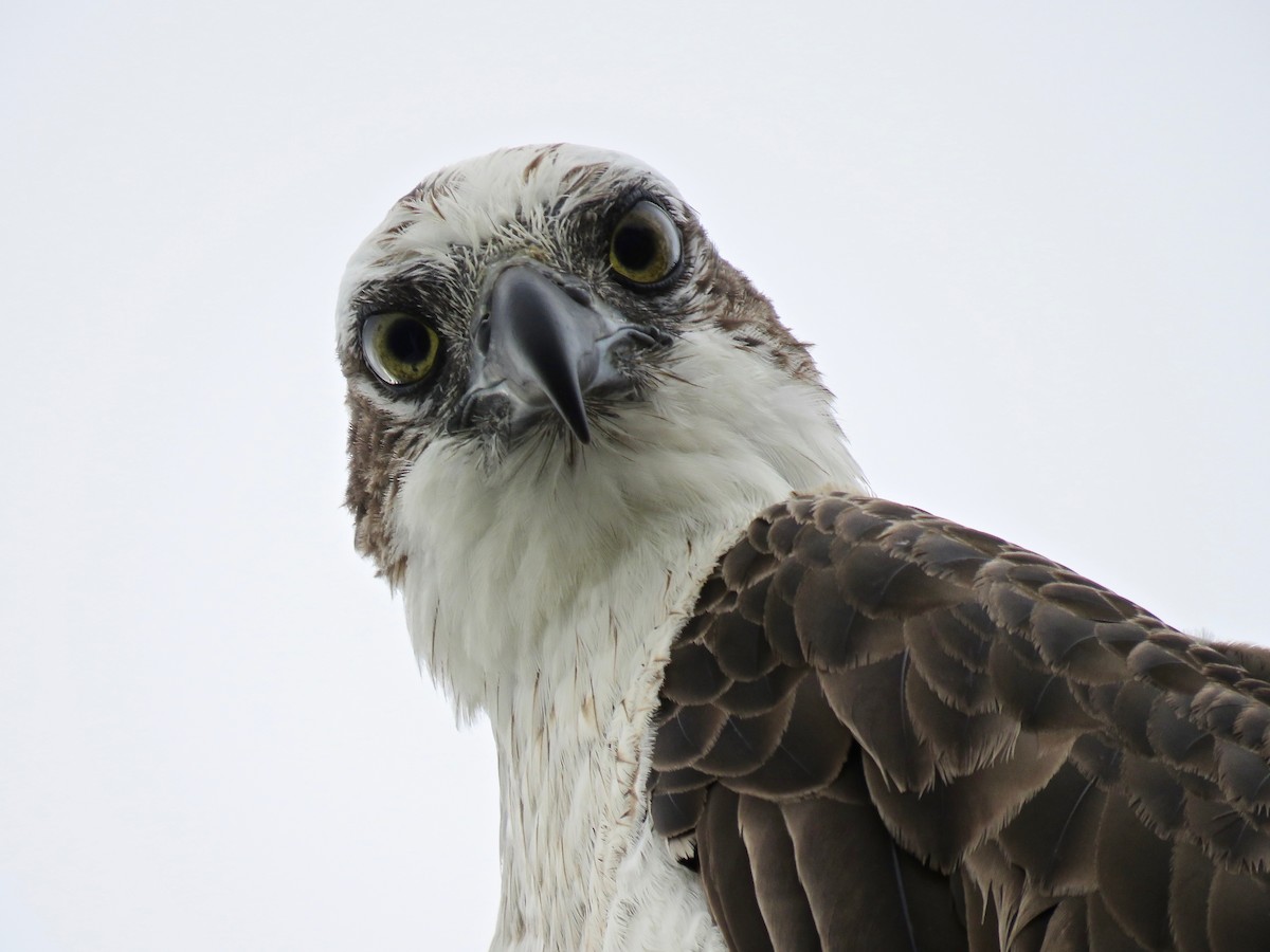 Загасч явлаг - ML164096671