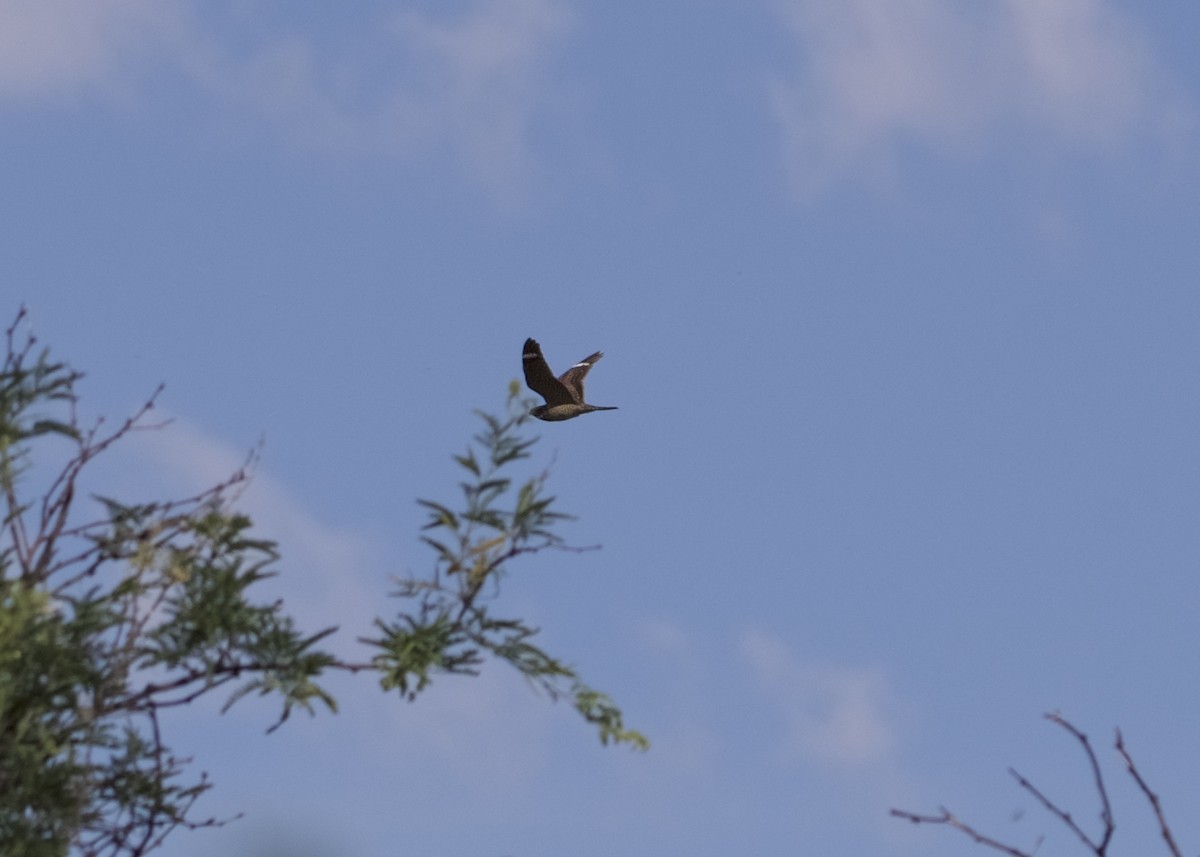 Lesser Nighthawk - Kanayo Rolle