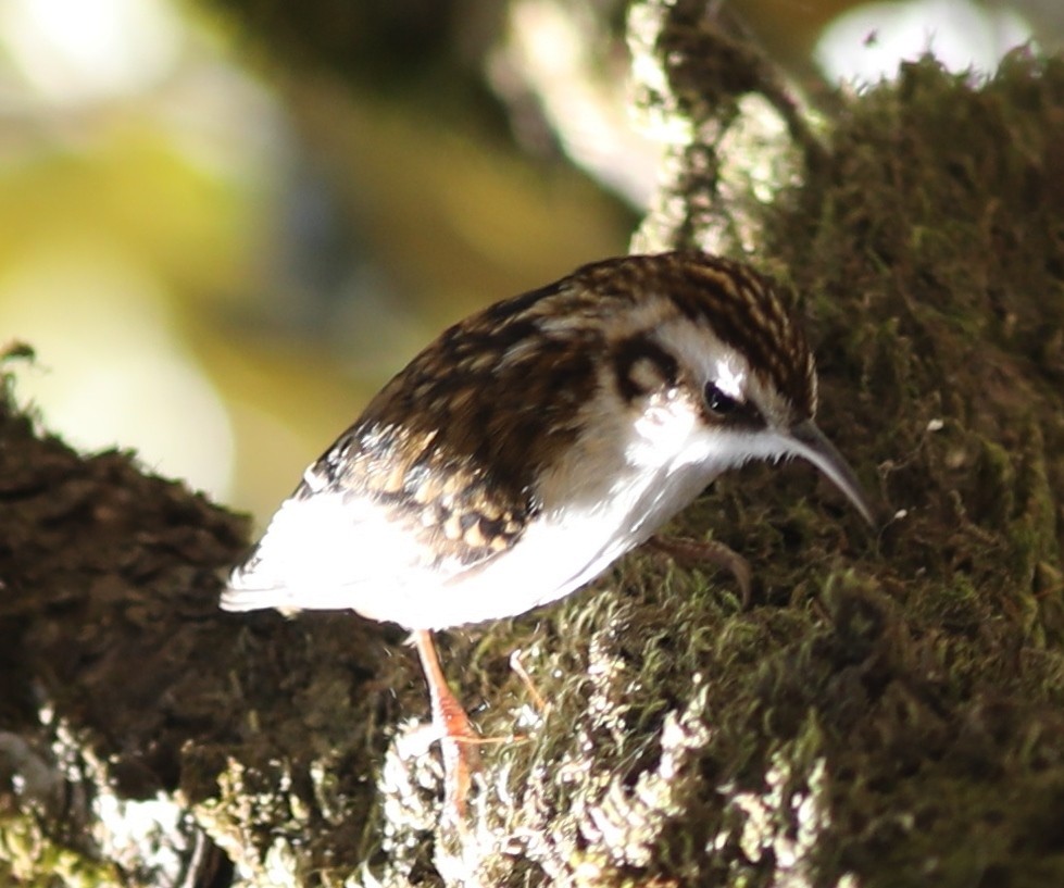 Hodgson's Treecreeper - ML164097501