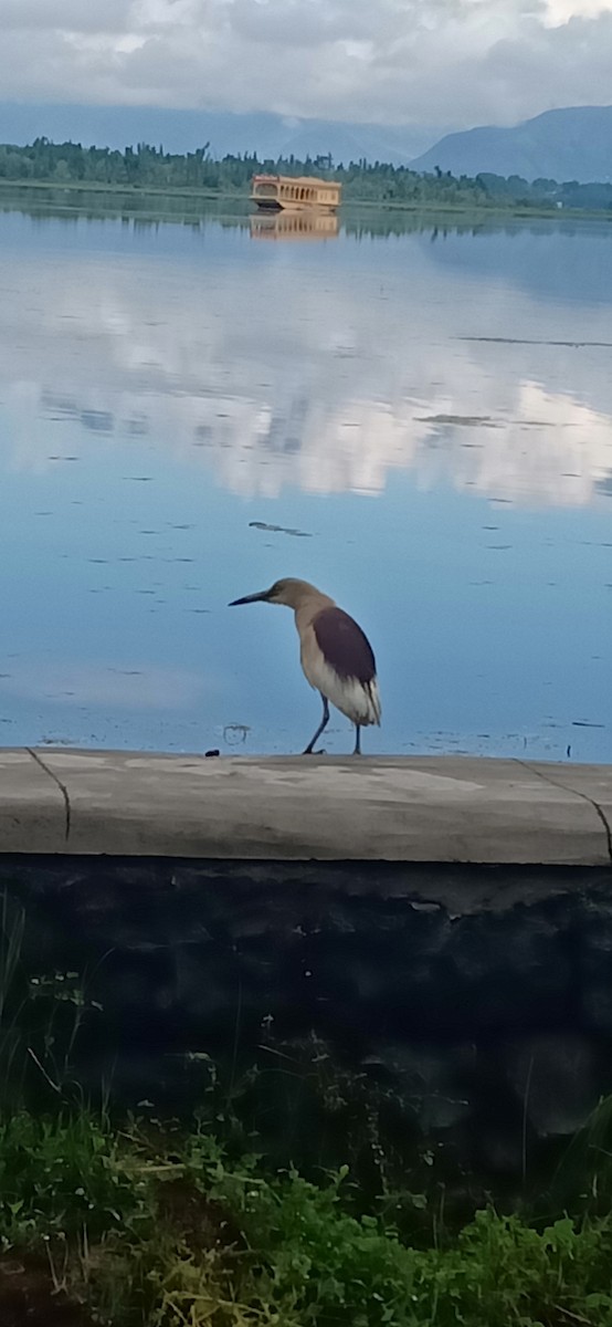 Indian Pond-Heron - Sheikh Ajaz