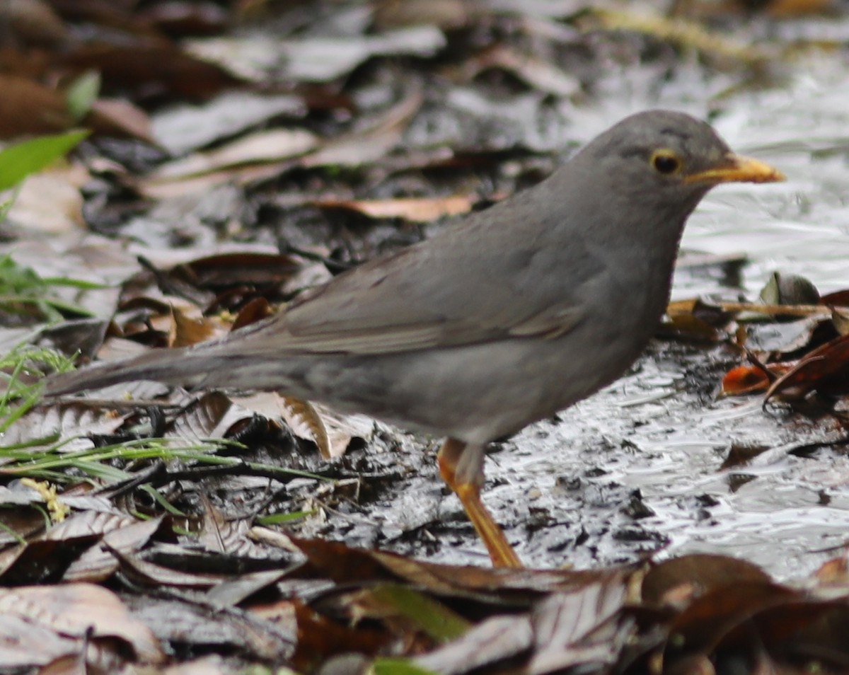 Tickell's Thrush - ML164101931