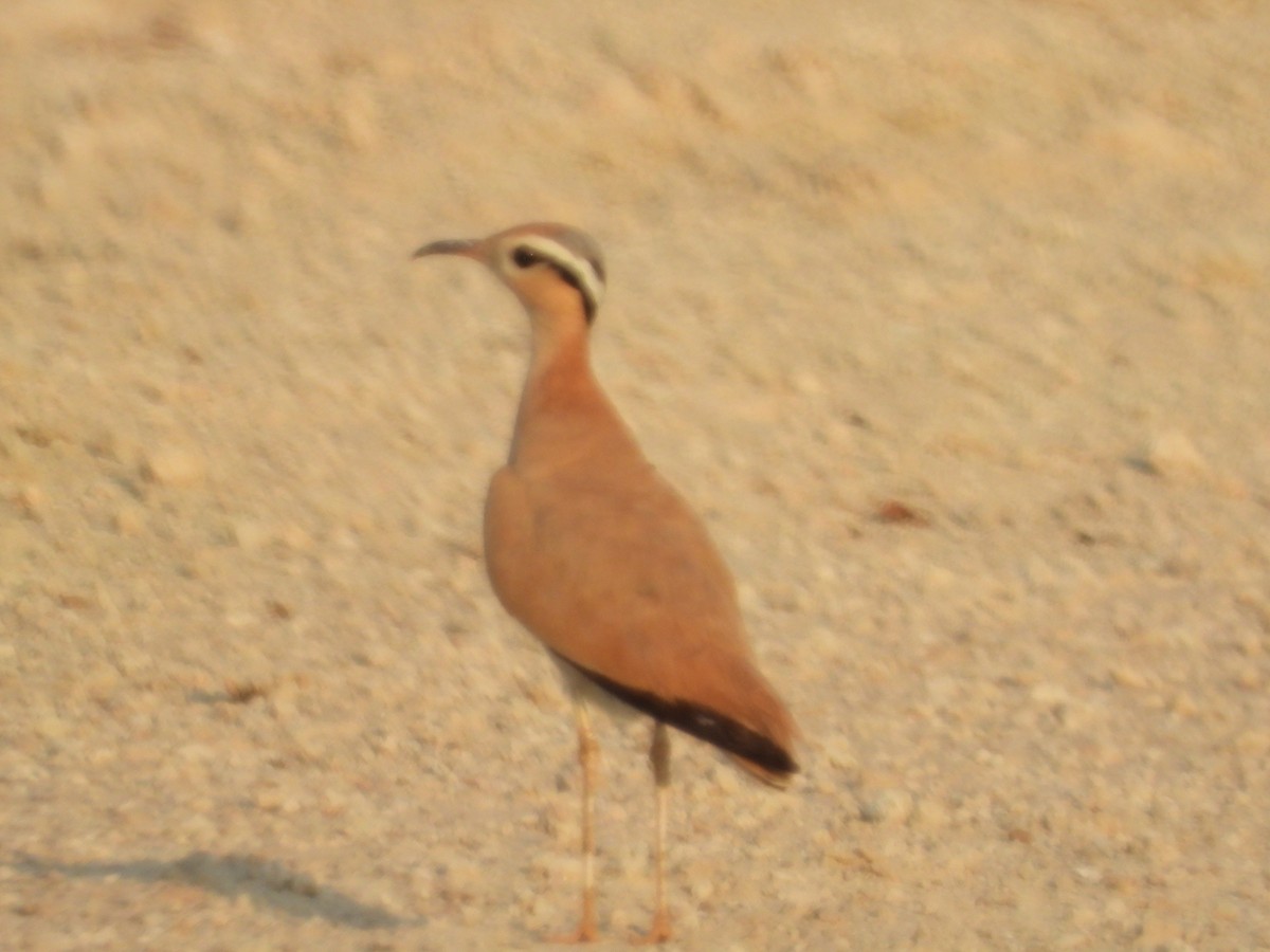 Cream-colored Courser - Shahid B. Khan