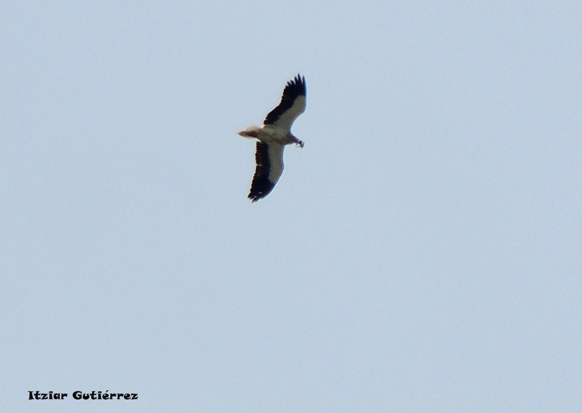 Egyptian Vulture - ML164106381