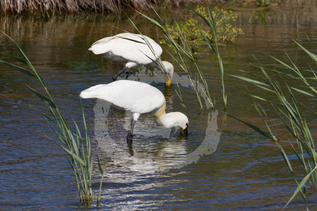 Eurasian Spoonbill - Christophe Gouraud