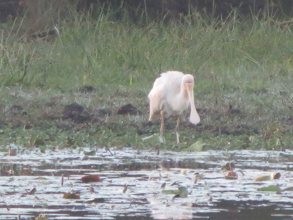 Yellow-billed Spoonbill - ML164108261