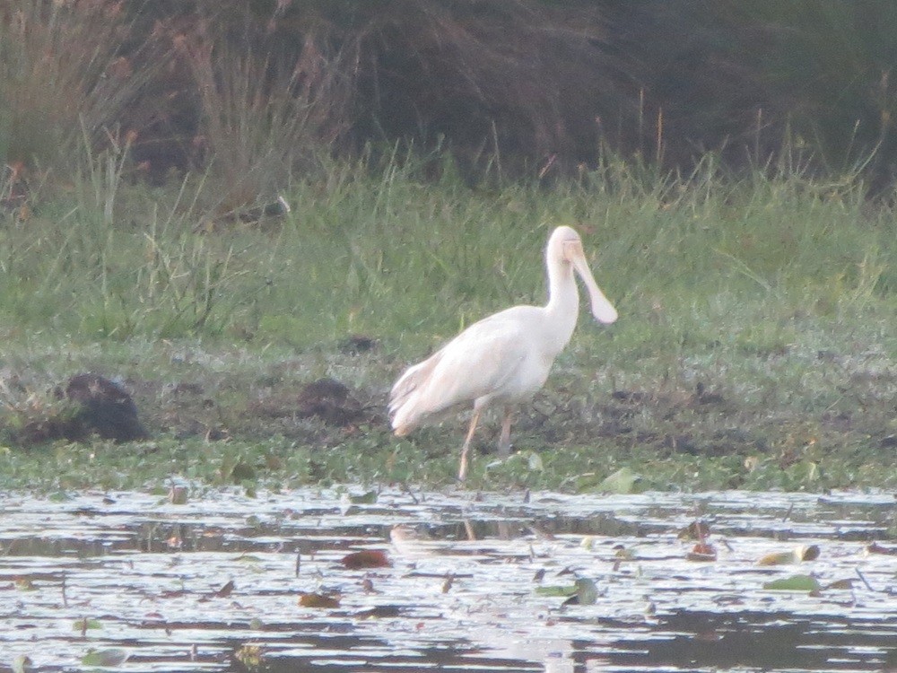 Yellow-billed Spoonbill - ML164108271