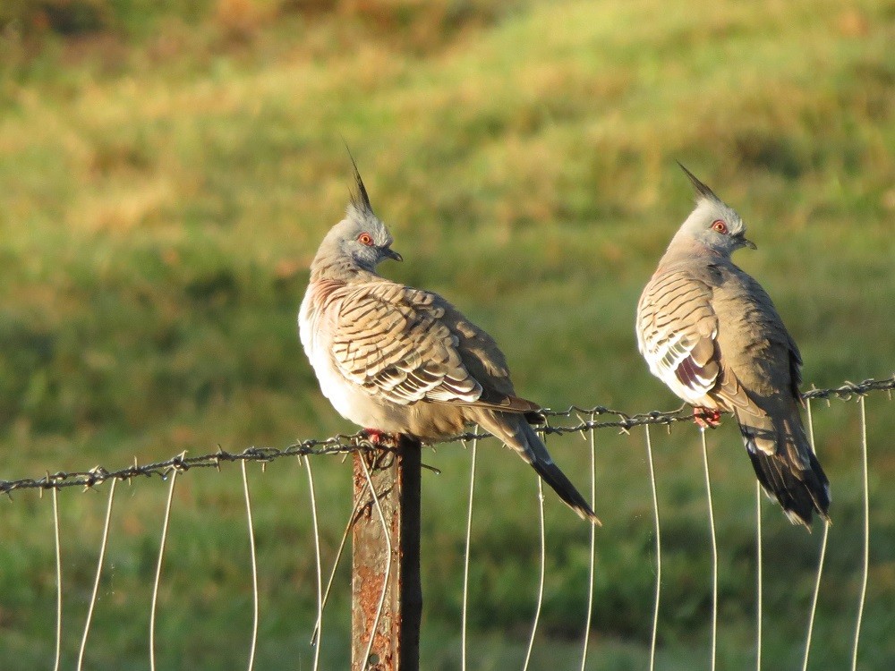 Crested Pigeon - ML164108311