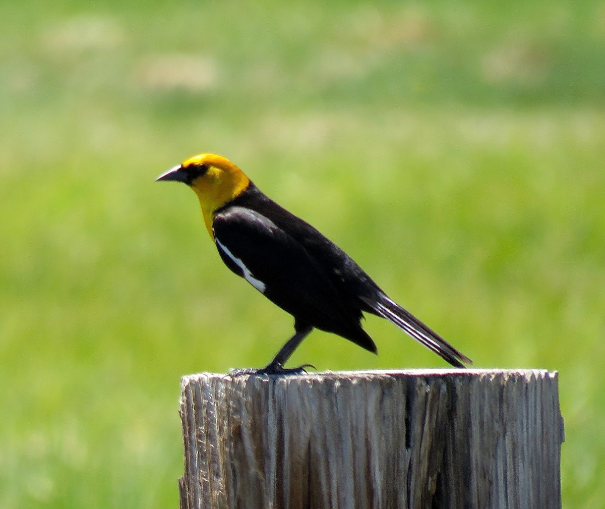 Yellow-headed Blackbird - Colin Palethorpe