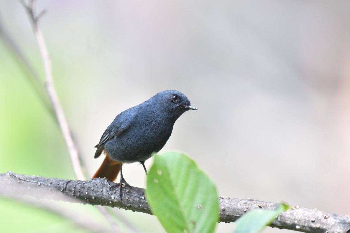 Plumbeous Redstart - Ian Hearn