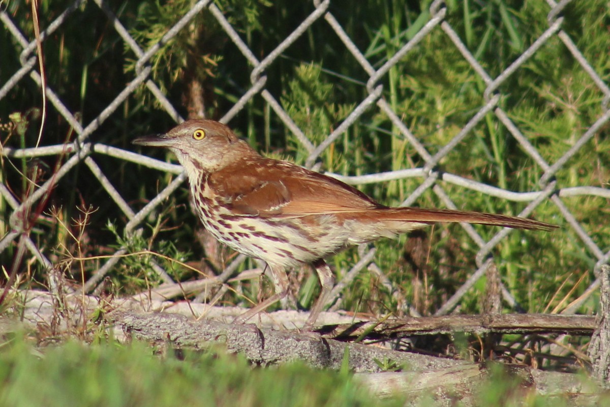 Brown Thrasher - ML164109821