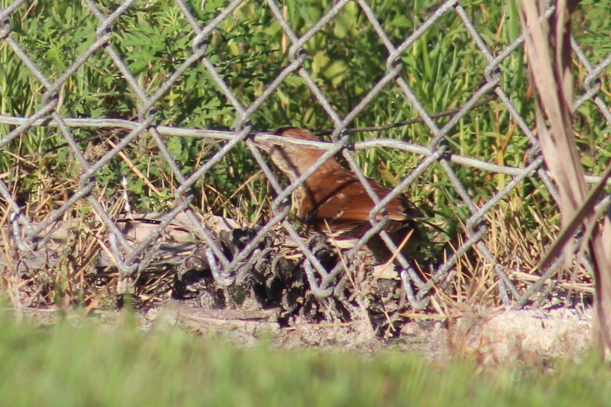 Brown Thrasher - ML164109861