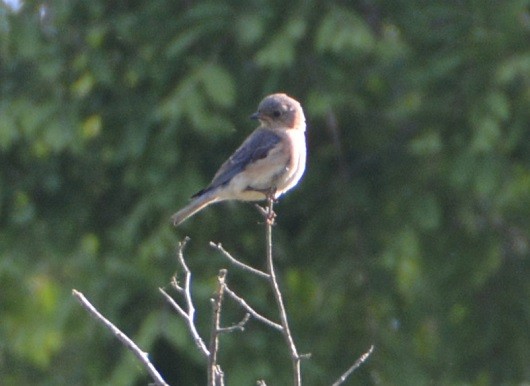 Eastern Bluebird - ML164112561