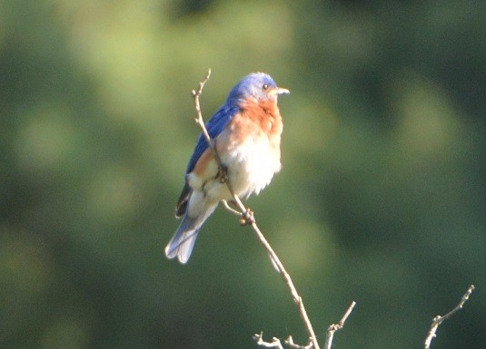 Eastern Bluebird - ML164112571