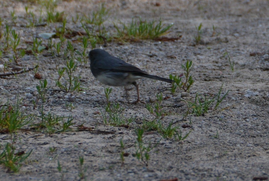 Junco ardoisé - ML164112601