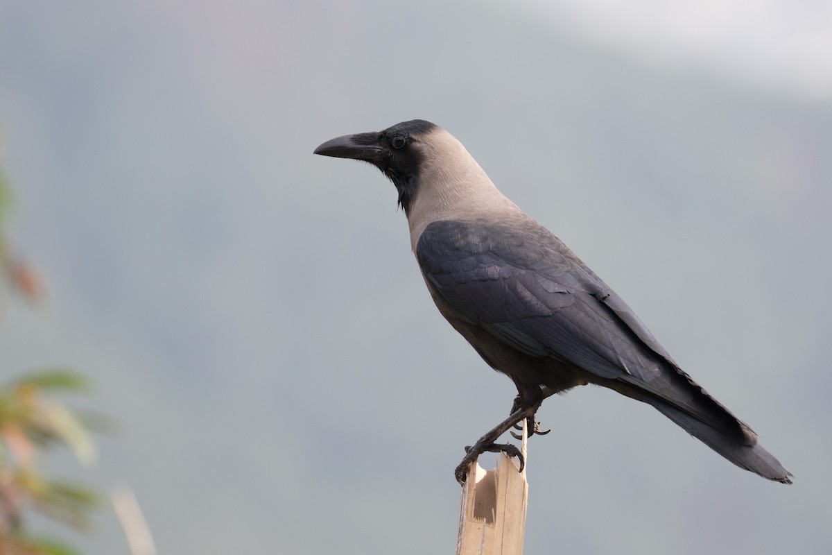 House Crow - ML164114131