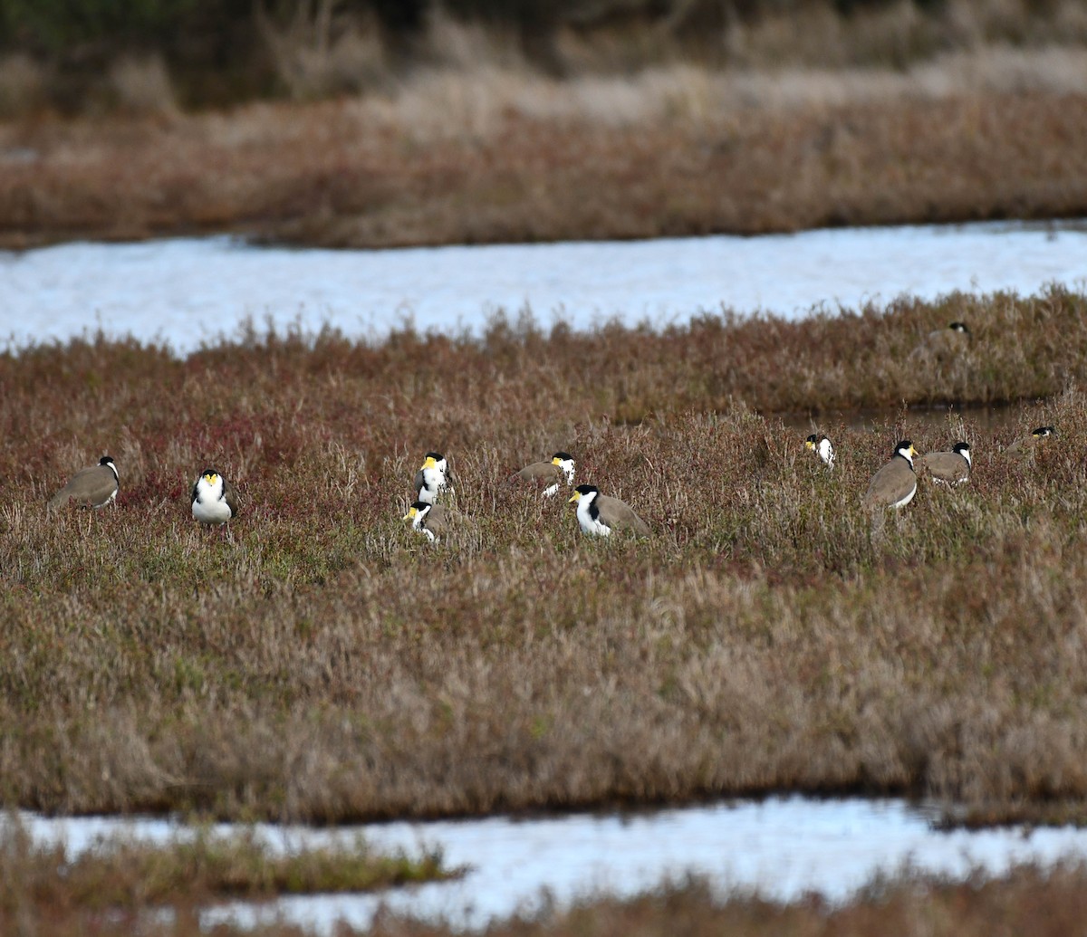 Masked Lapwing - ML164114821