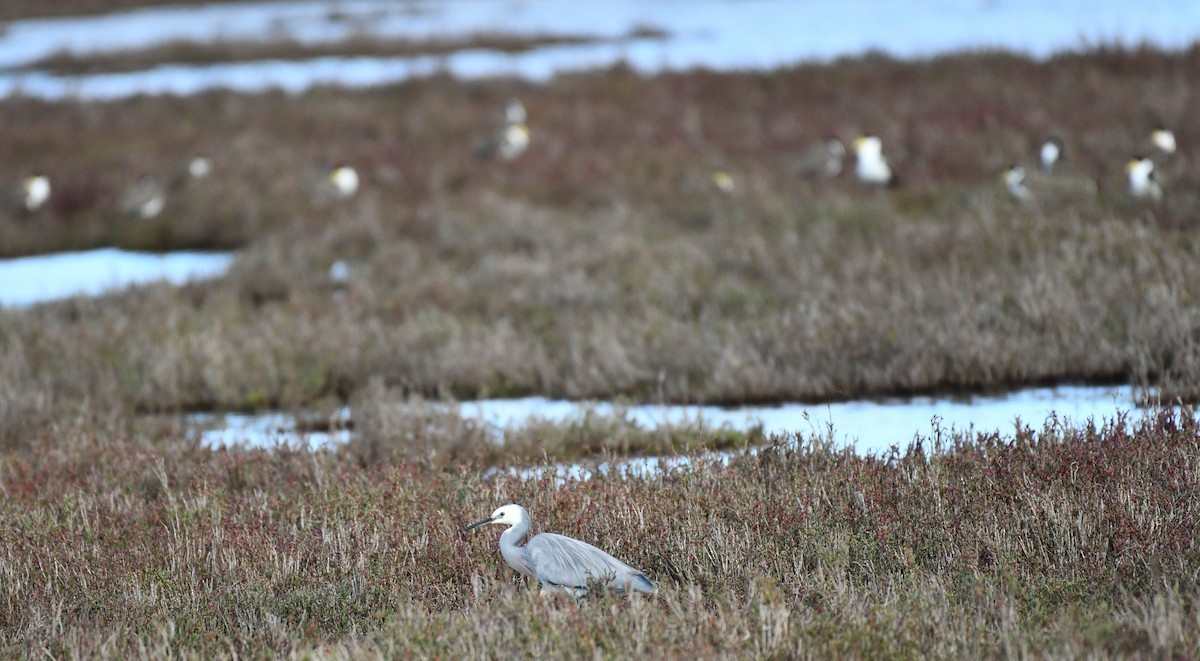 White-faced Heron - ML164115001