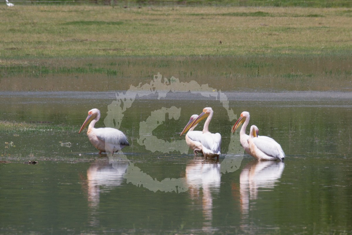 pelikán bílý - ML164118381