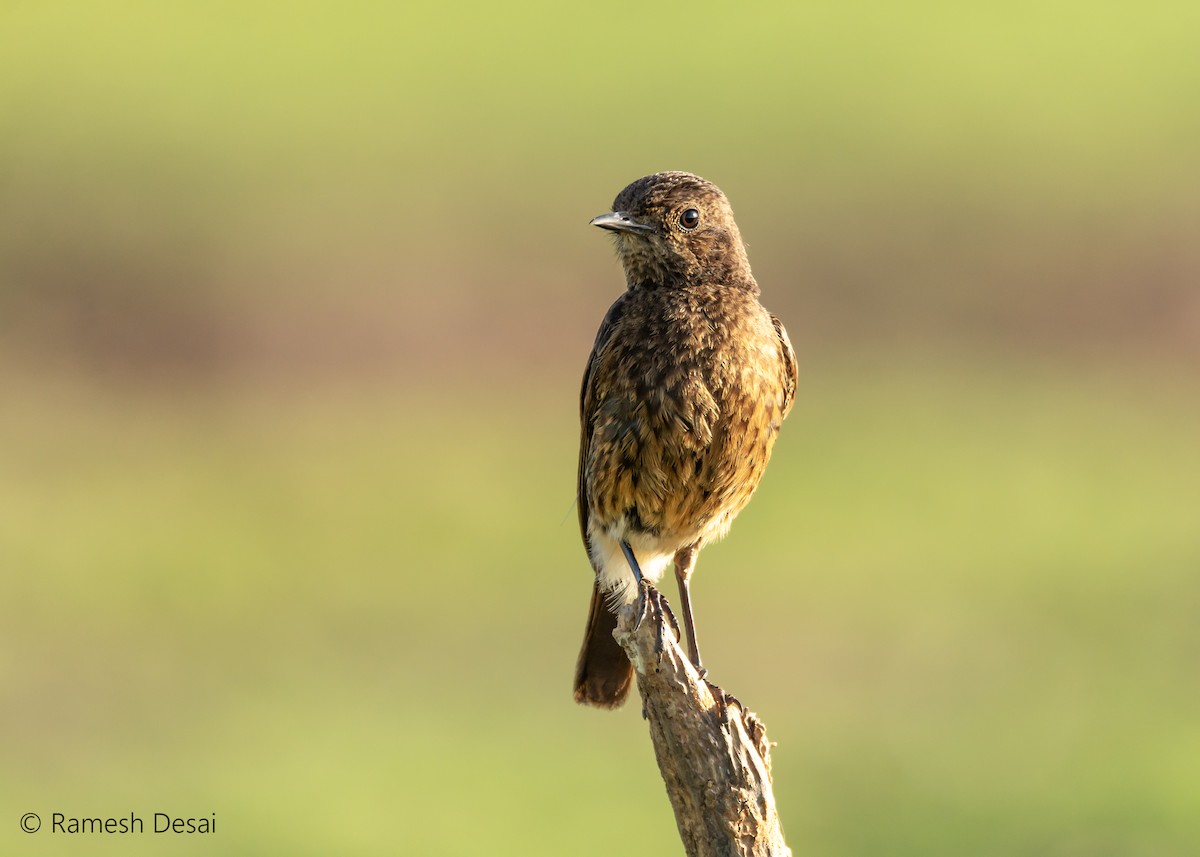 Pied Bushchat - ML164119351