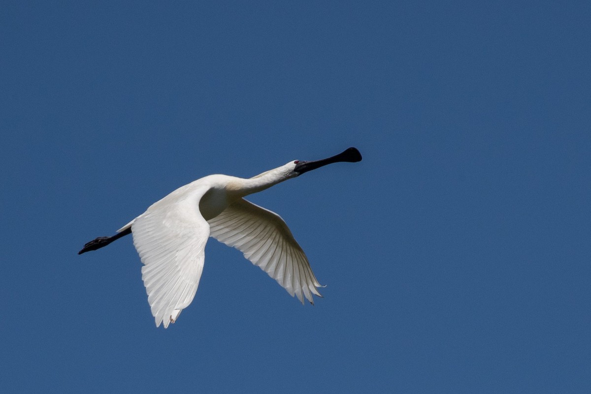 Black-faced Spoonbill - ML164119571