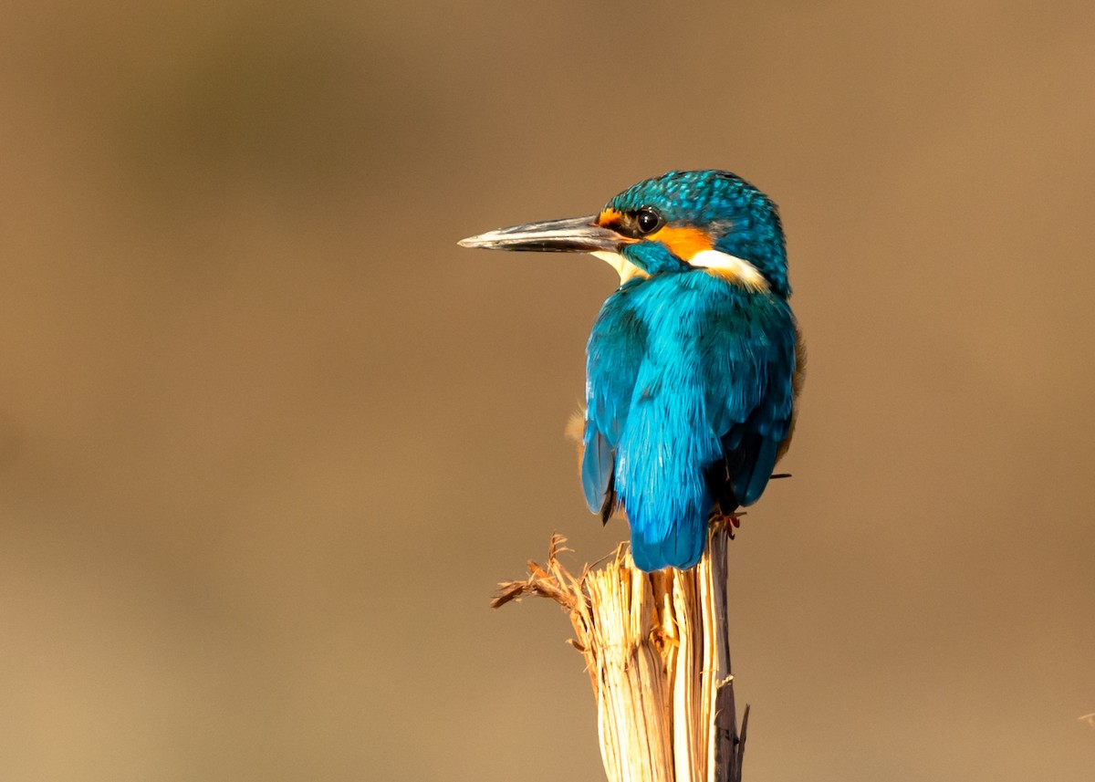 Common Kingfisher - Ramesh Desai