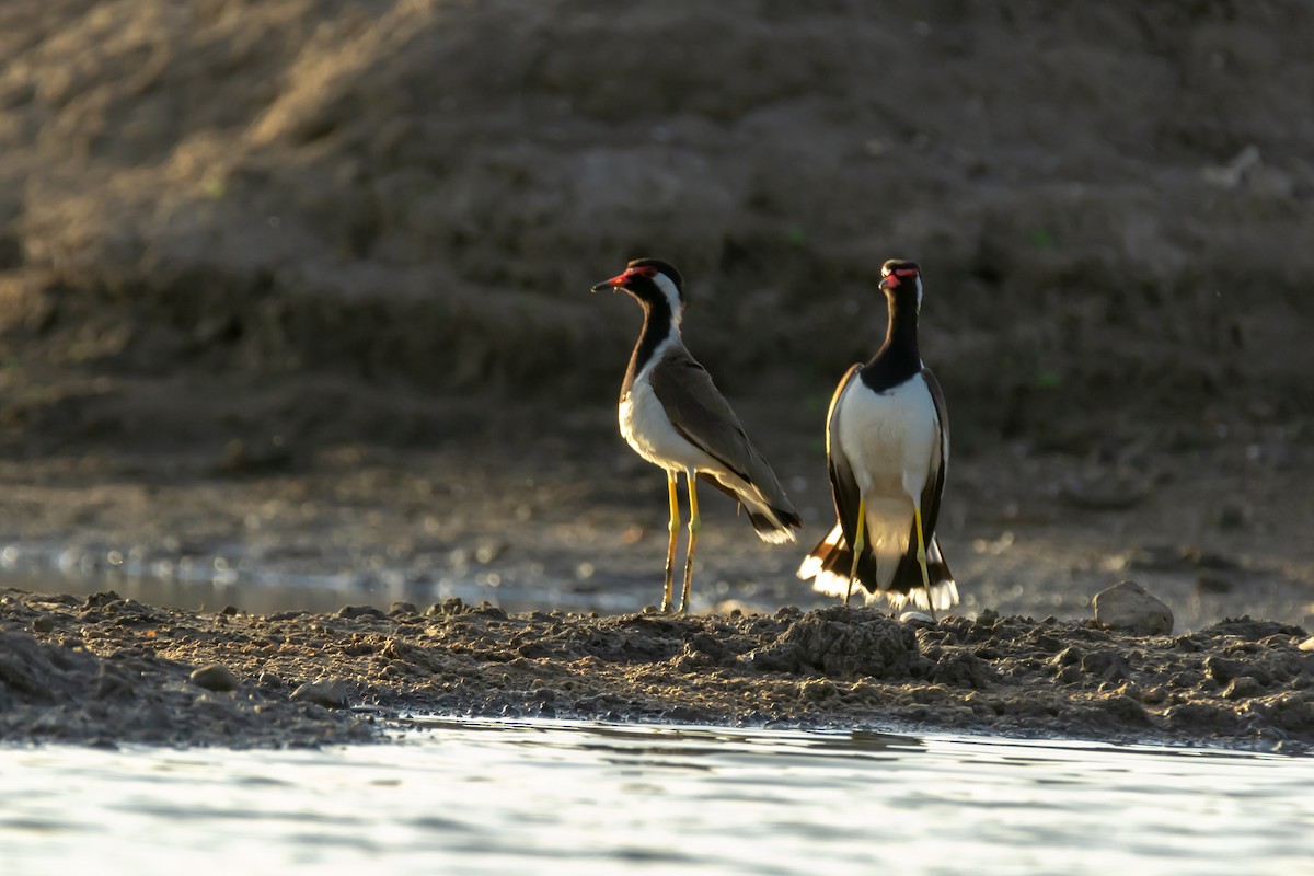 Red-wattled Lapwing - ML164120791