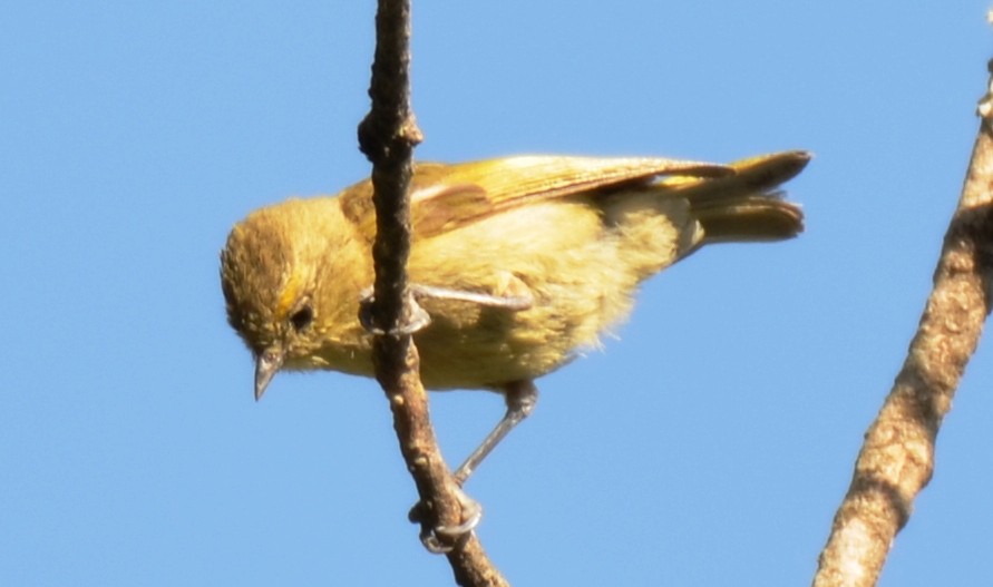 Yellow-browed Tit - ML164121071