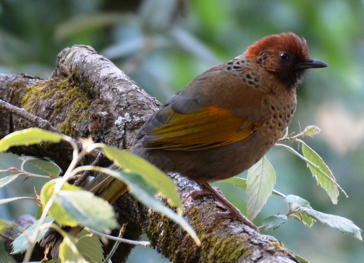 Chestnut-crowned Laughingthrush - ML164121151