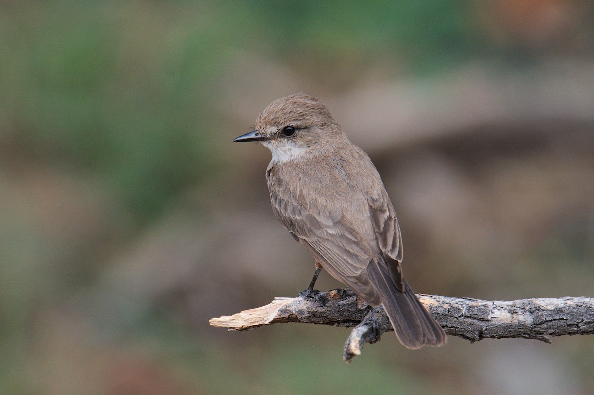 Vermilion Flycatcher - John Kuenzli
