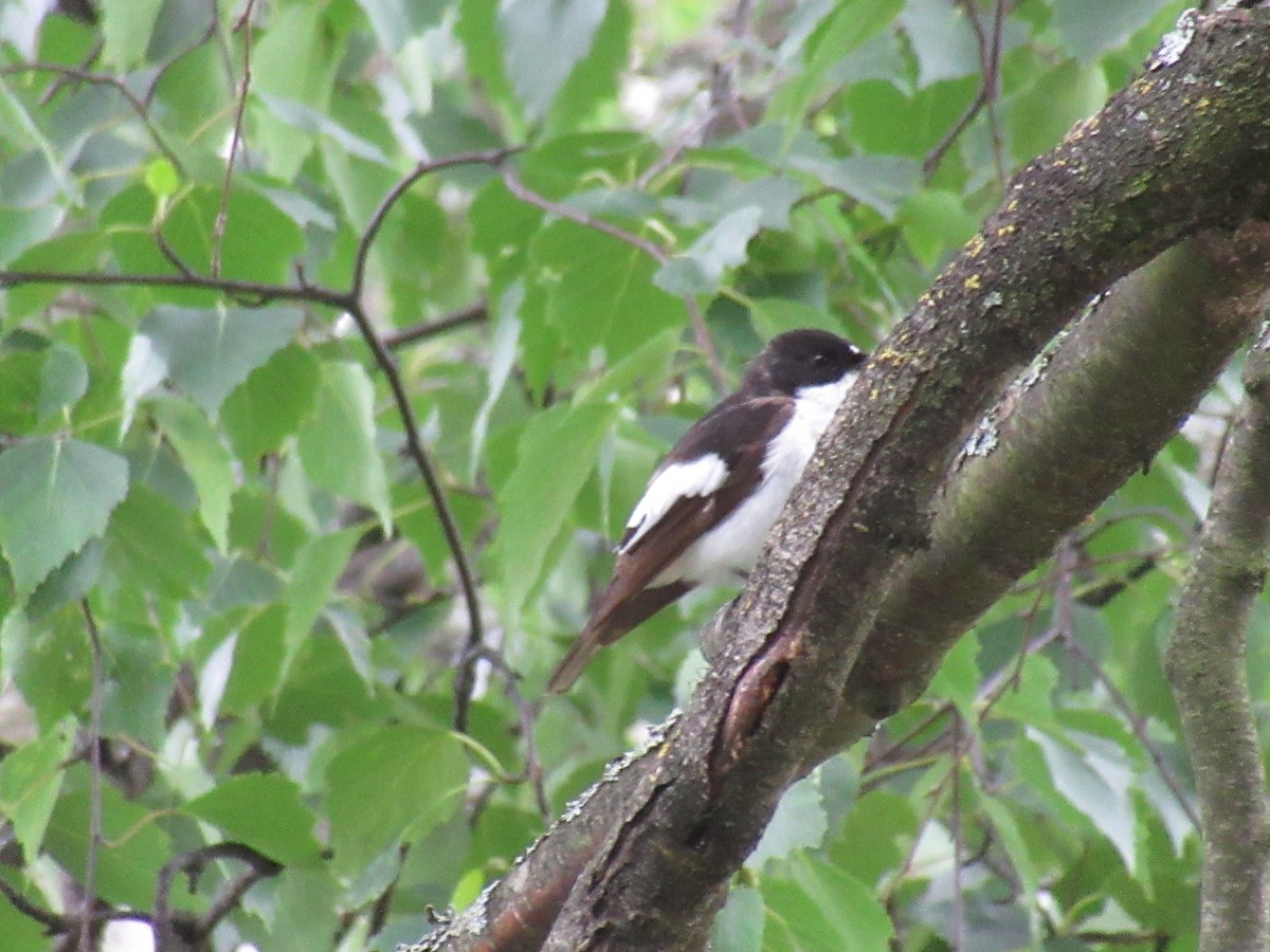 European Pied Flycatcher - ML164121901