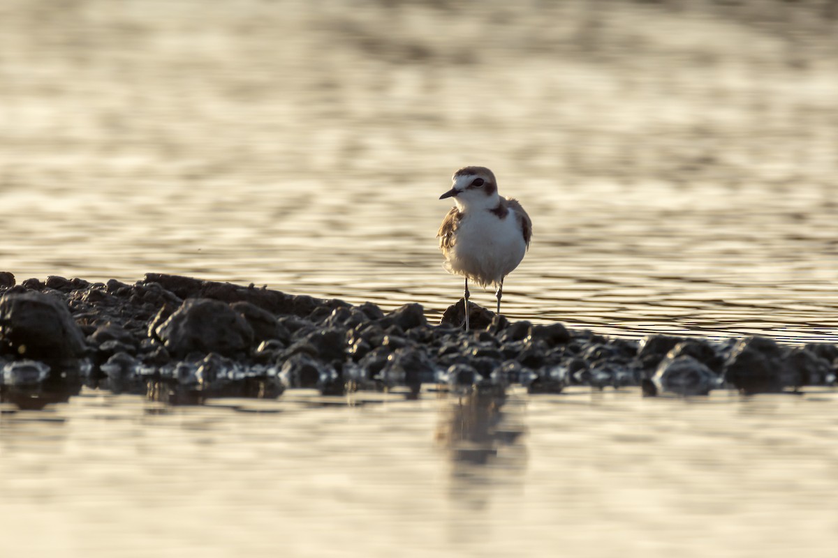 Kentish Plover - ML164122221