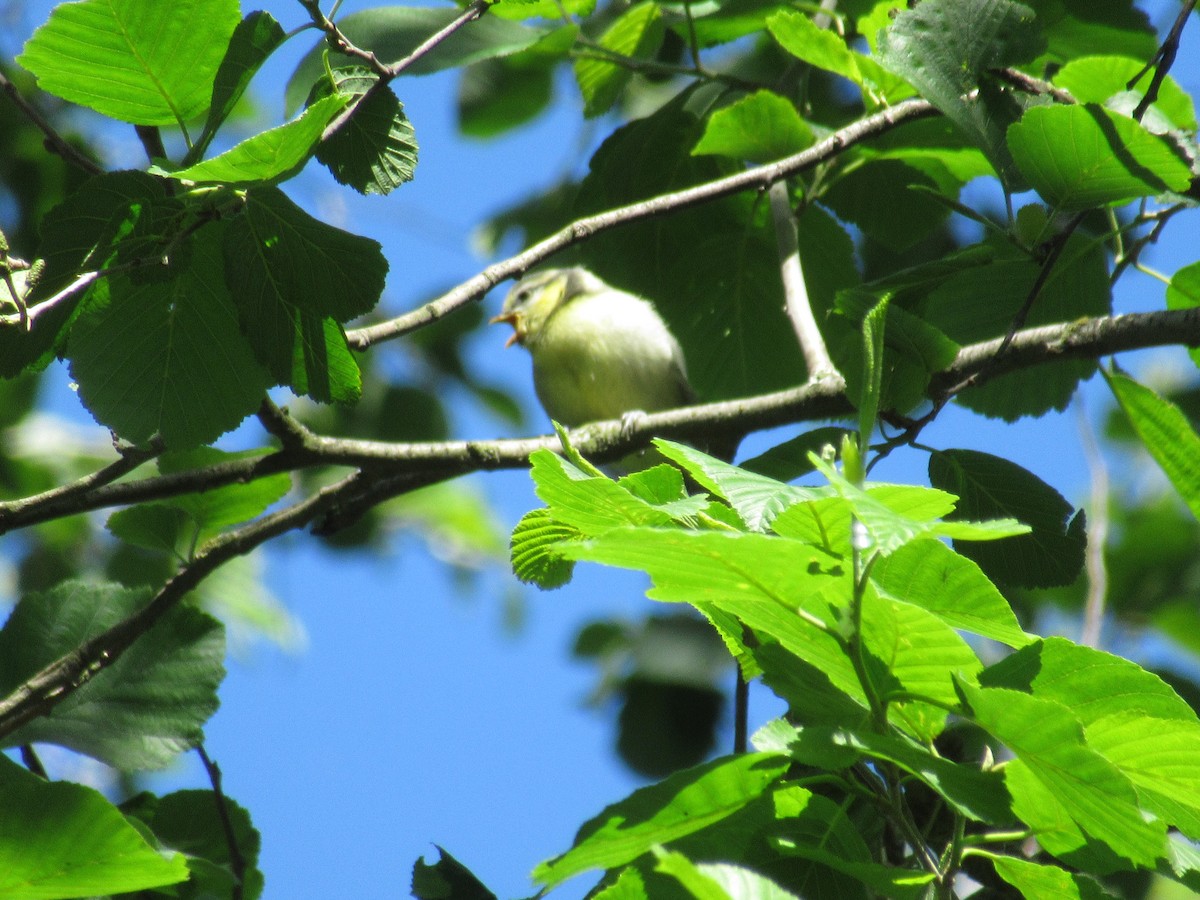 Eurasian Blue Tit - ML164123121