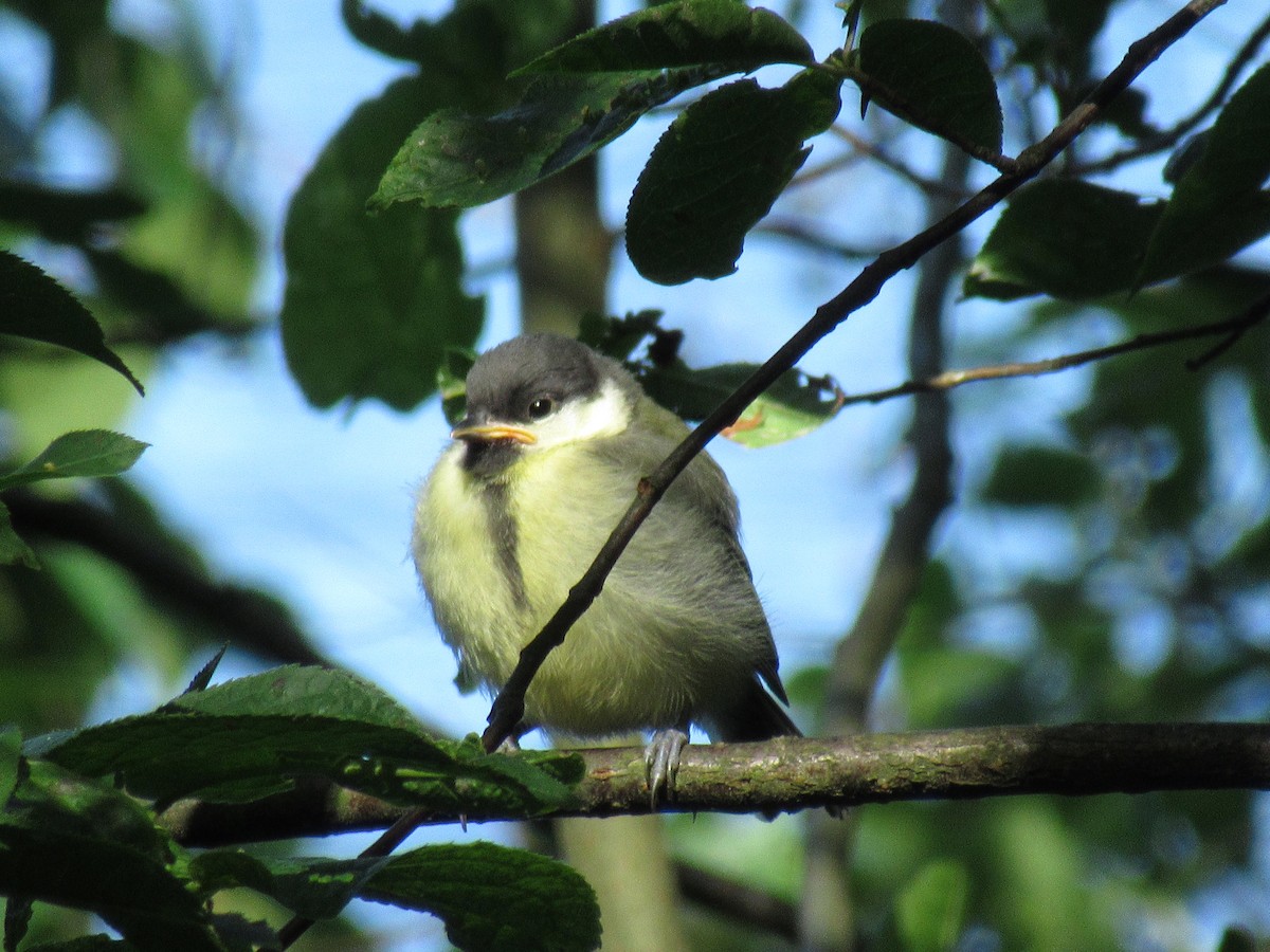 Great Tit (Great) - ML164123131